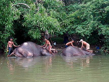 Elèphants' bath