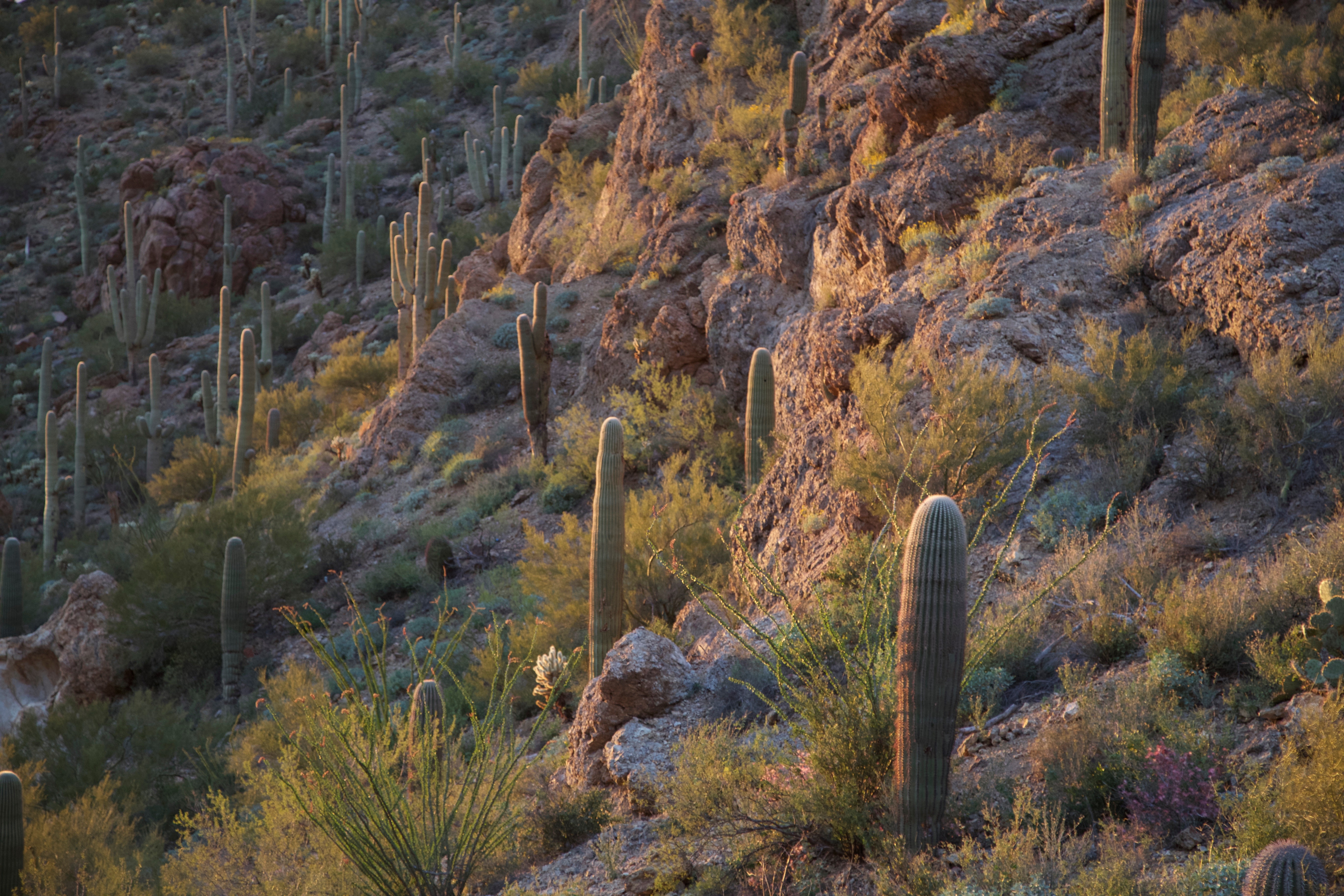 Tucson Tucson