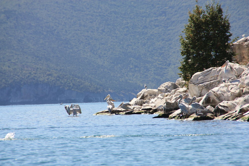 Pélicans effrayés au lac de Prespa