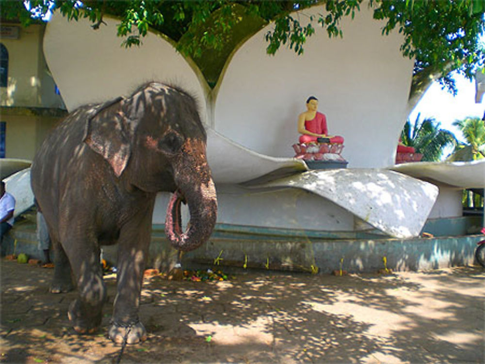 Fleur de lotus et éléphant