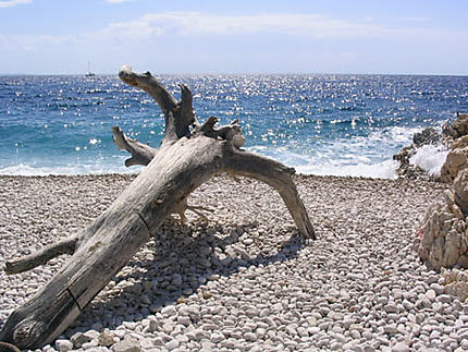 L'arbre à la plage