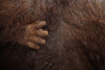 Orang outan main de petit