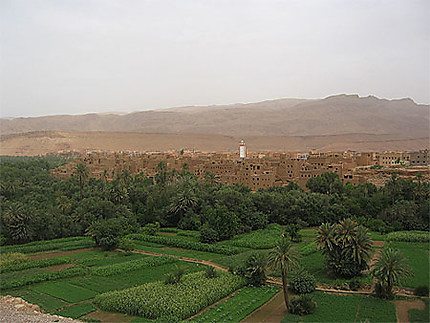 Maroc, palmeraie aux environs de Tinerhir