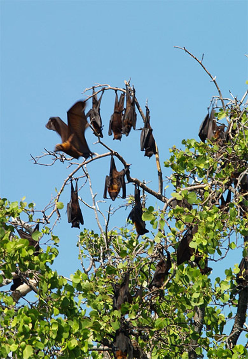 Flying fox