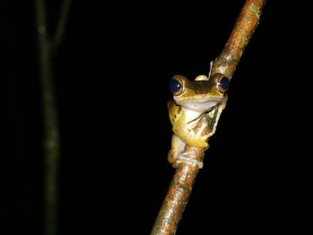 Grenouille de Bornéo Grenouille de Bornéo