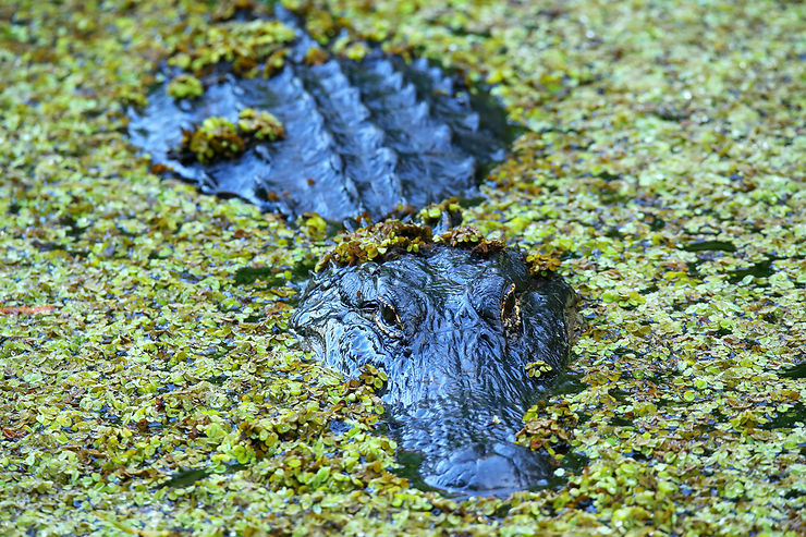 Crocodiles et alligators - Floride, États-Unis