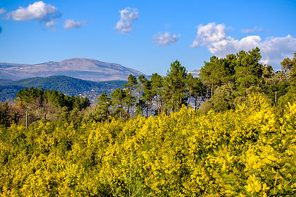 La splendeur jaune d'or de la route du Mimosa sur la Côte d'Azur