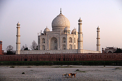 Taj Mahal dogs happy time