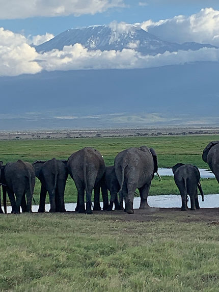 Kilimandjaro et les éléphants