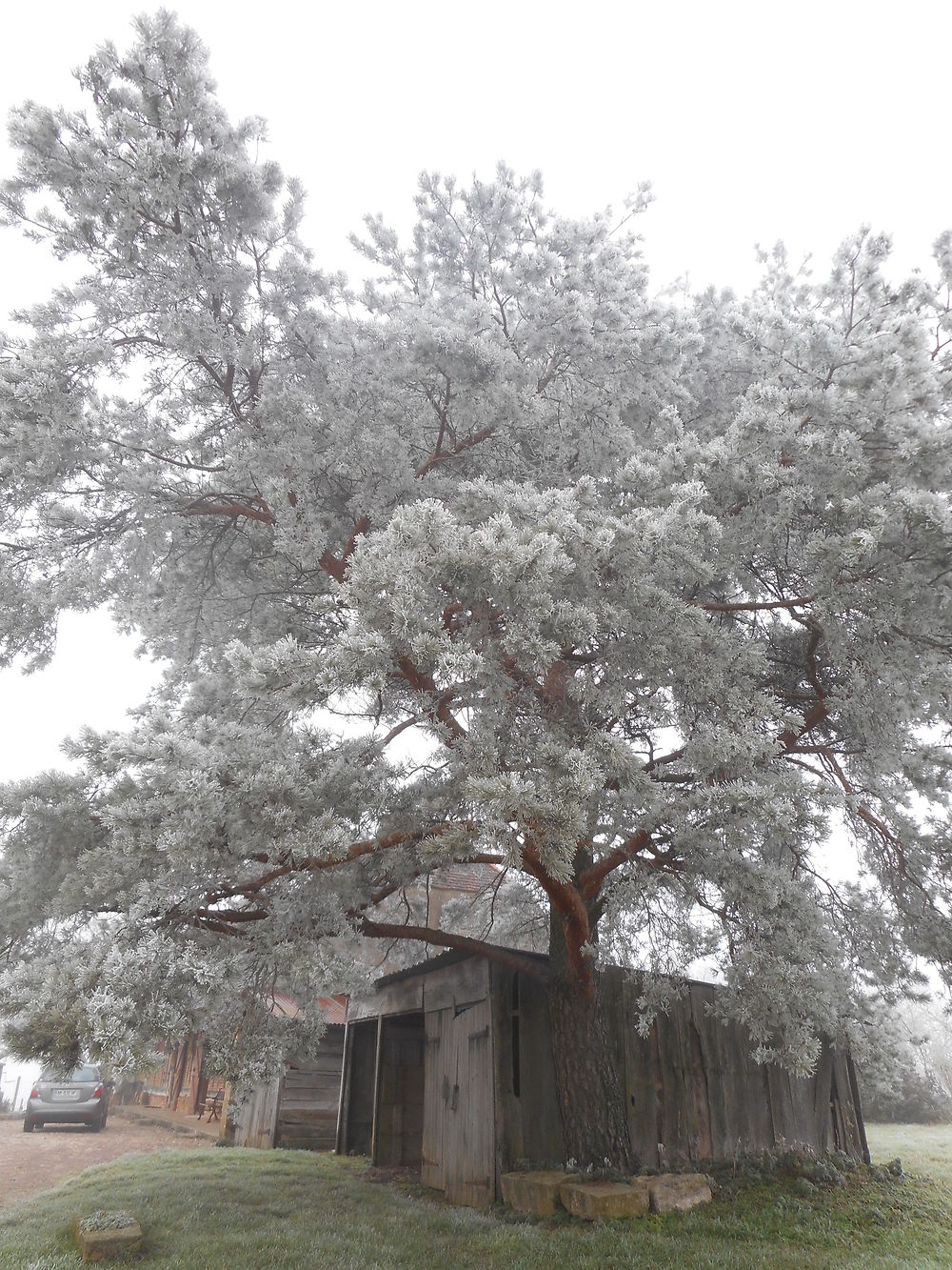 Pierre-de-Bresse enracinée dans le givre