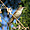 Rousserolle stentor ( Acrocephalus stentoreus)