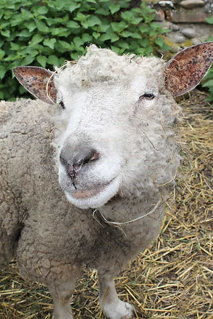 Mouton à l'écomusée d'Alsace