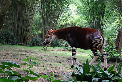 Okapi à Animal Kingdom