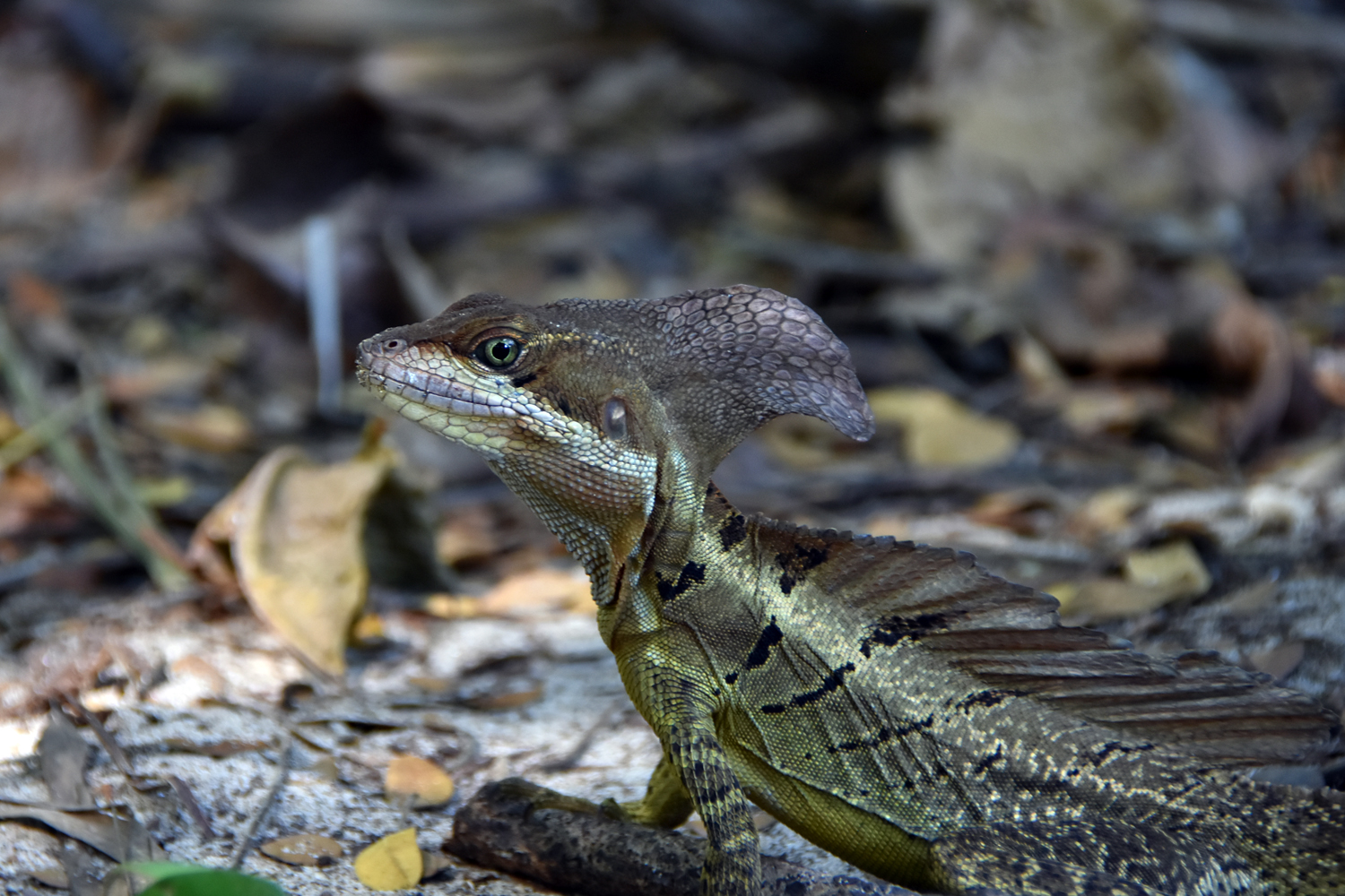 Basilic Basilic