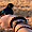 Oiseau multicolore au parc de Tsavo