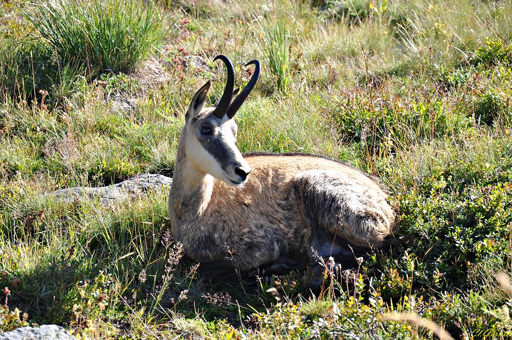 Chamois mâle