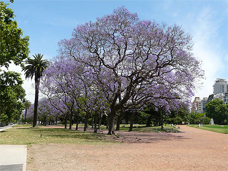 Jacarandas à Palermo Jacarandas à Palermo