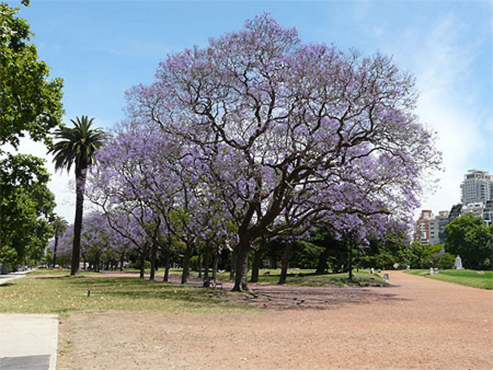 Jacarandas à Palermo