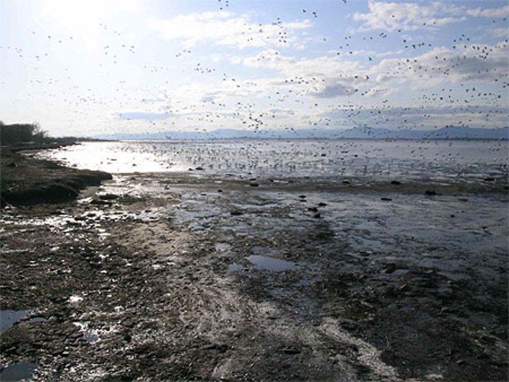 Oies blanches à Montmagny