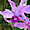 Orchidée de Canaima