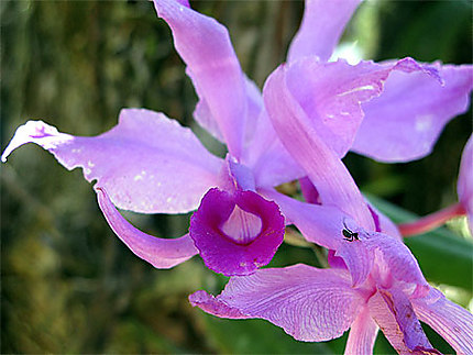 Orchidée de Canaima