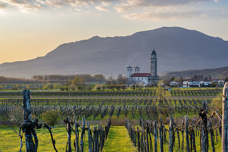 Les vins de la vallée de la Vipava et de Maribor