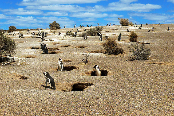 Manchots - Argentine