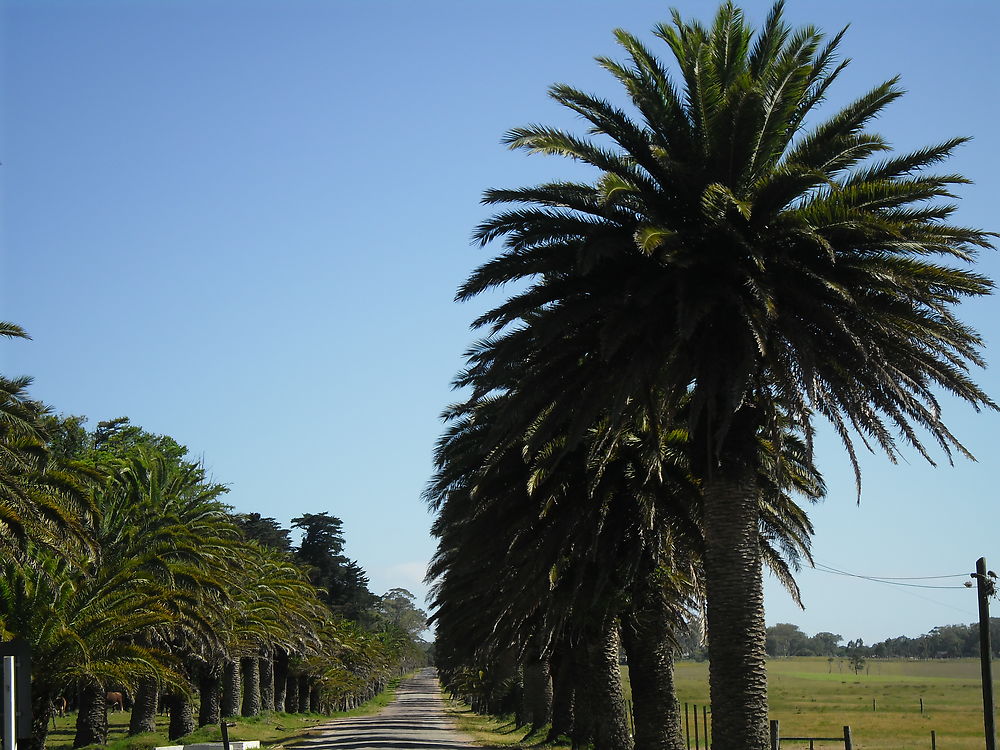 Palmiers