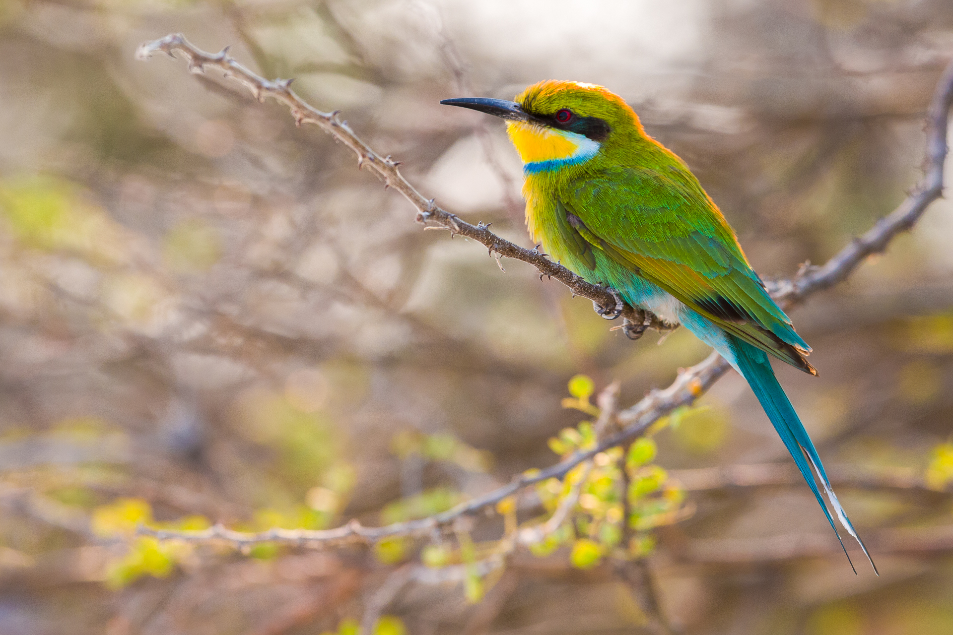 Guêpier à Queue Daronde Oiseaux Animaux Réserve D