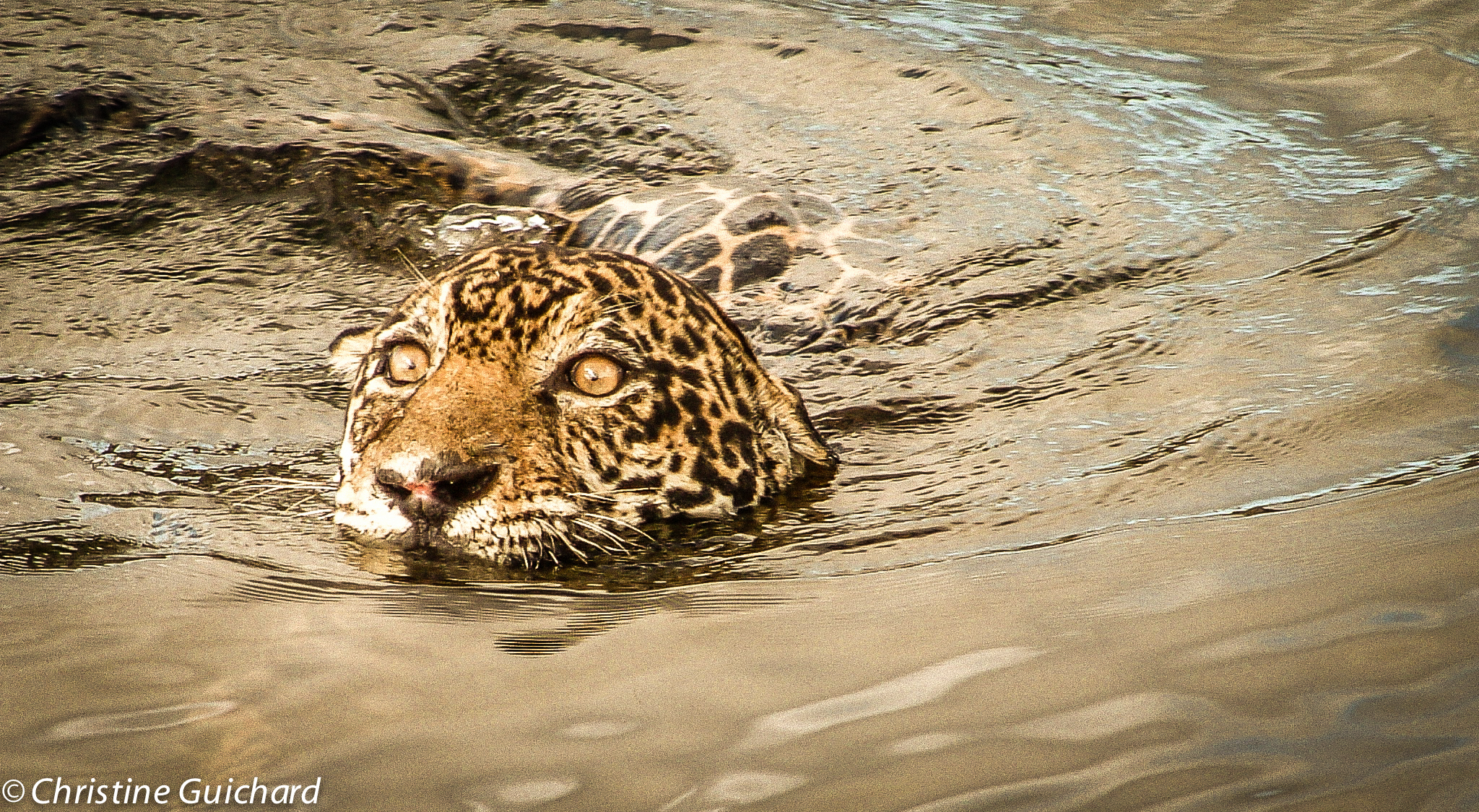 Jaguar dans le lac de Petit Saut Guyane Française Jaguar dans le lac de Petit Saut Guyane Française