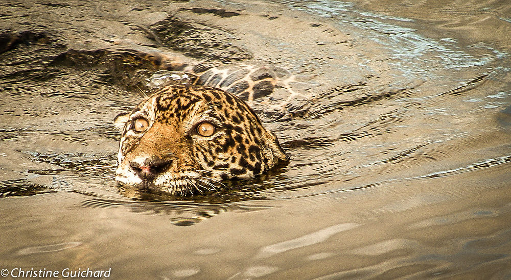Jaguar dans le lac de Petit Saut Guyane Française