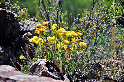 La flore dans Canyon of the Gunnison