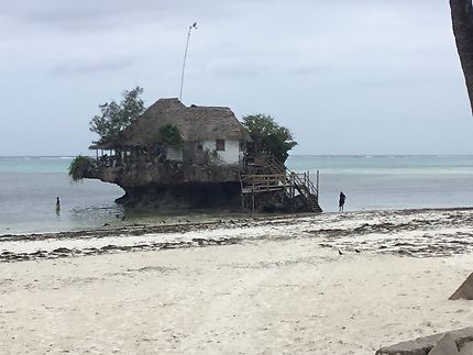 The rock, Pingwe à Zanzibar