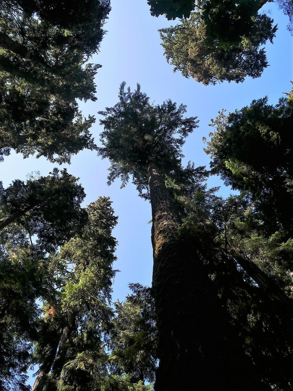 au pied des géants dans le parc MacMillan