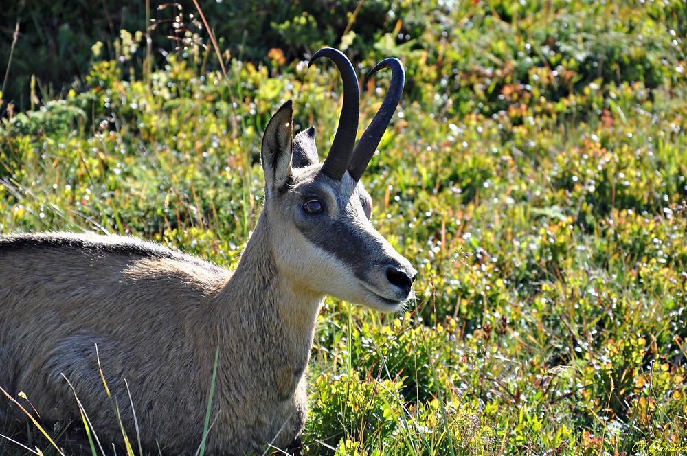 Chamois mâle