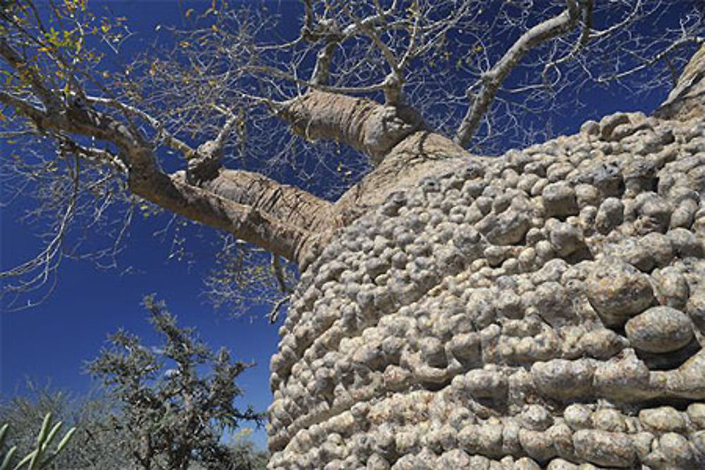 Parc National de Tsimanampetsotsa