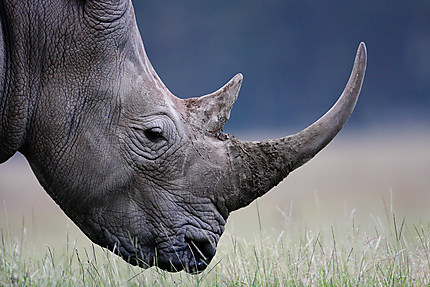 Portrait de rhinocéros