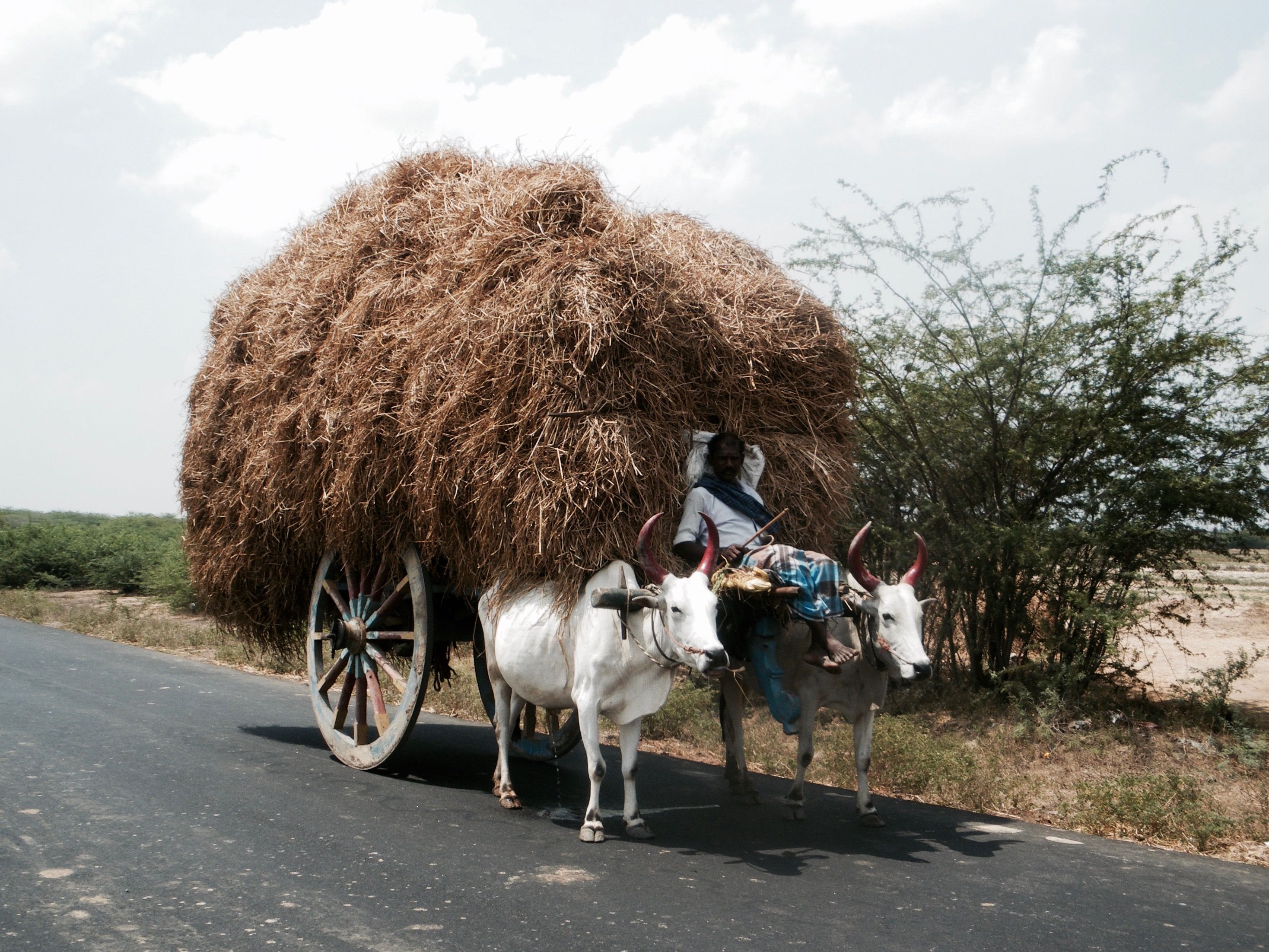 Le monde rural en Inde