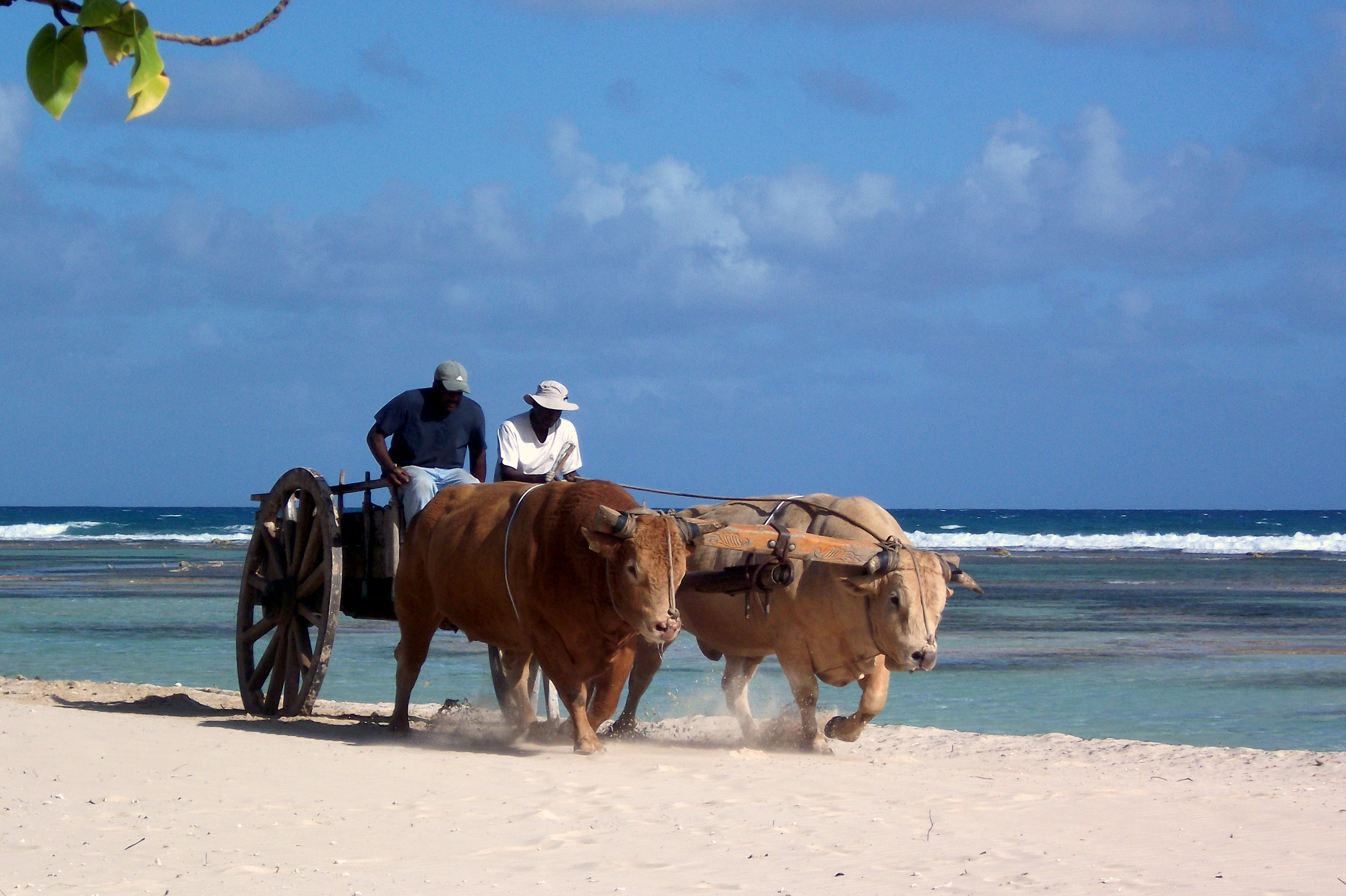 Entraînement des boeufs-tirant sur la plage Entraînement des boeufs-tirant sur la plage