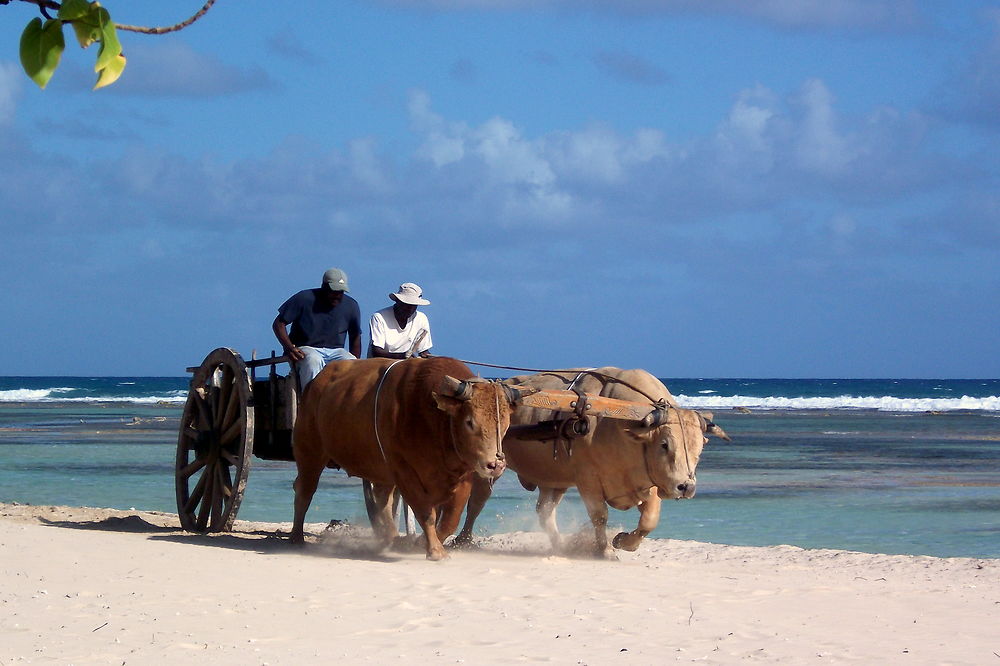 Entraînement des boeufs-tirant sur la plage