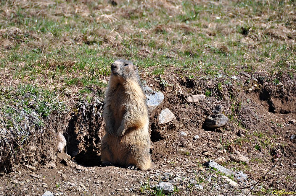 Marmotte