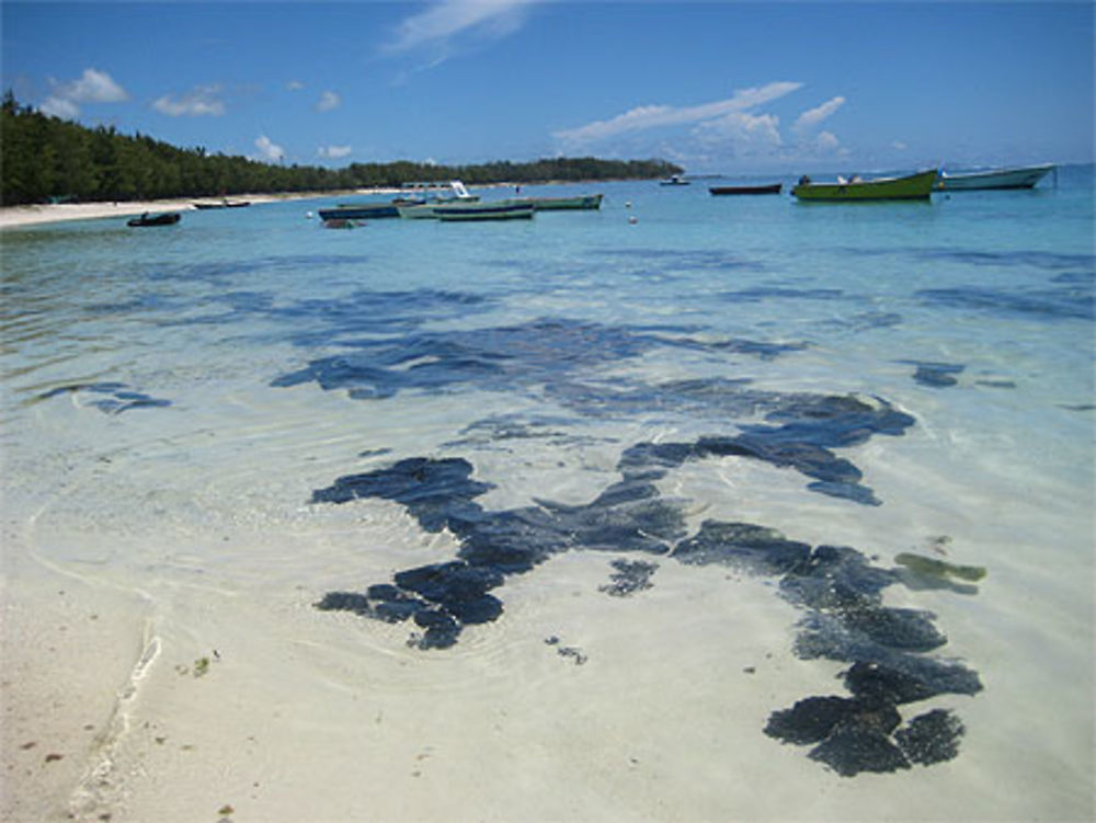 Les petits bateaux