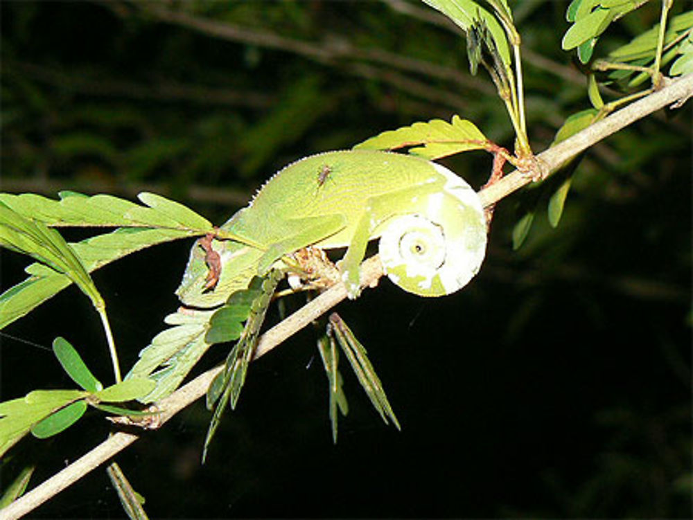 Caméléon