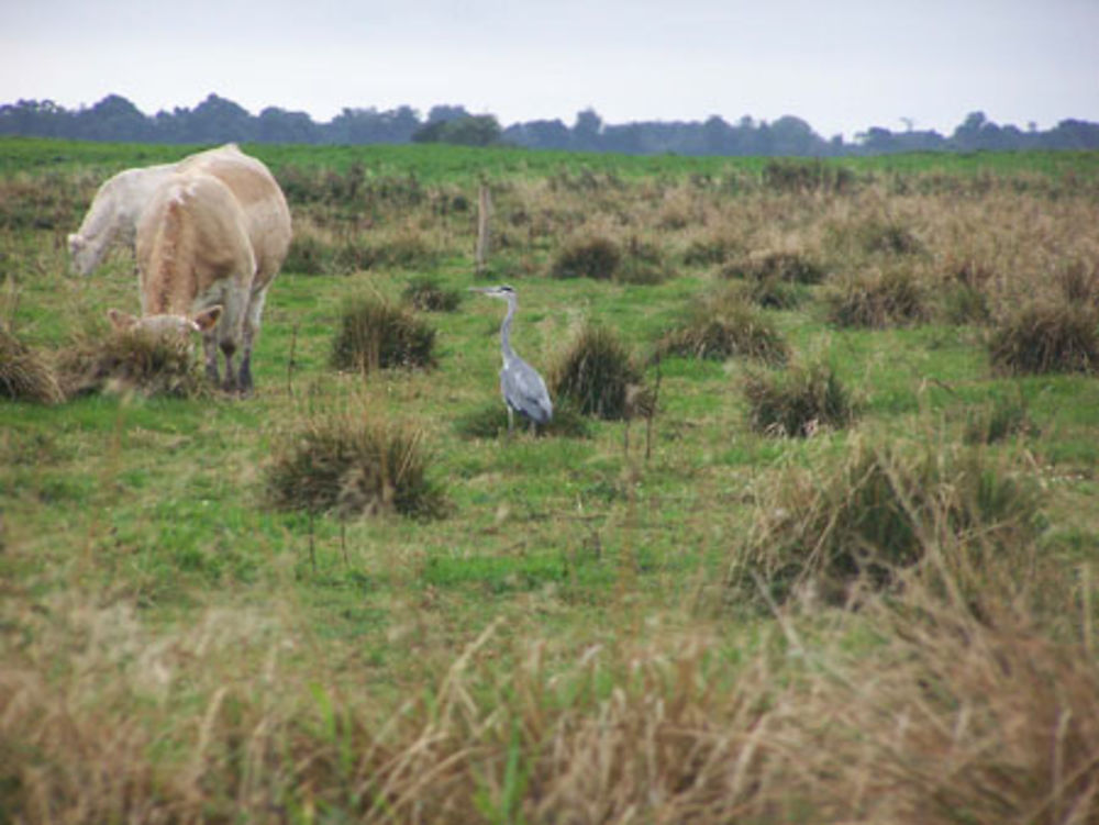 Marais de Carentan