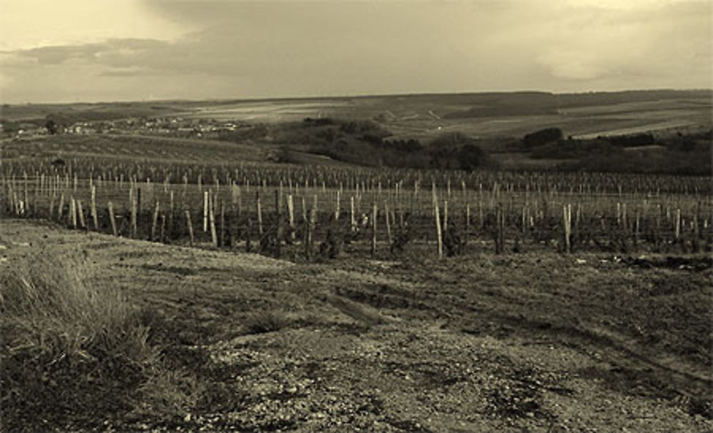 Les vignes du chablis