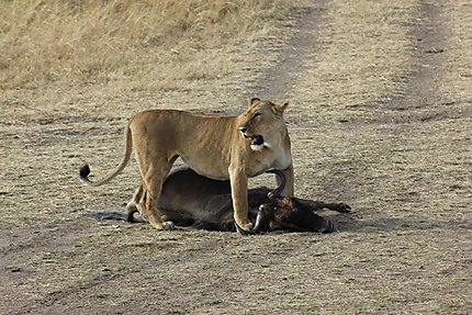 Massai mara lionne