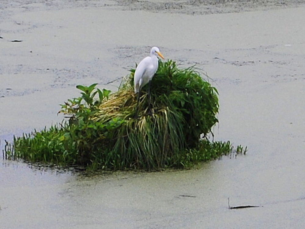 Oiseau de Jungle Gardens