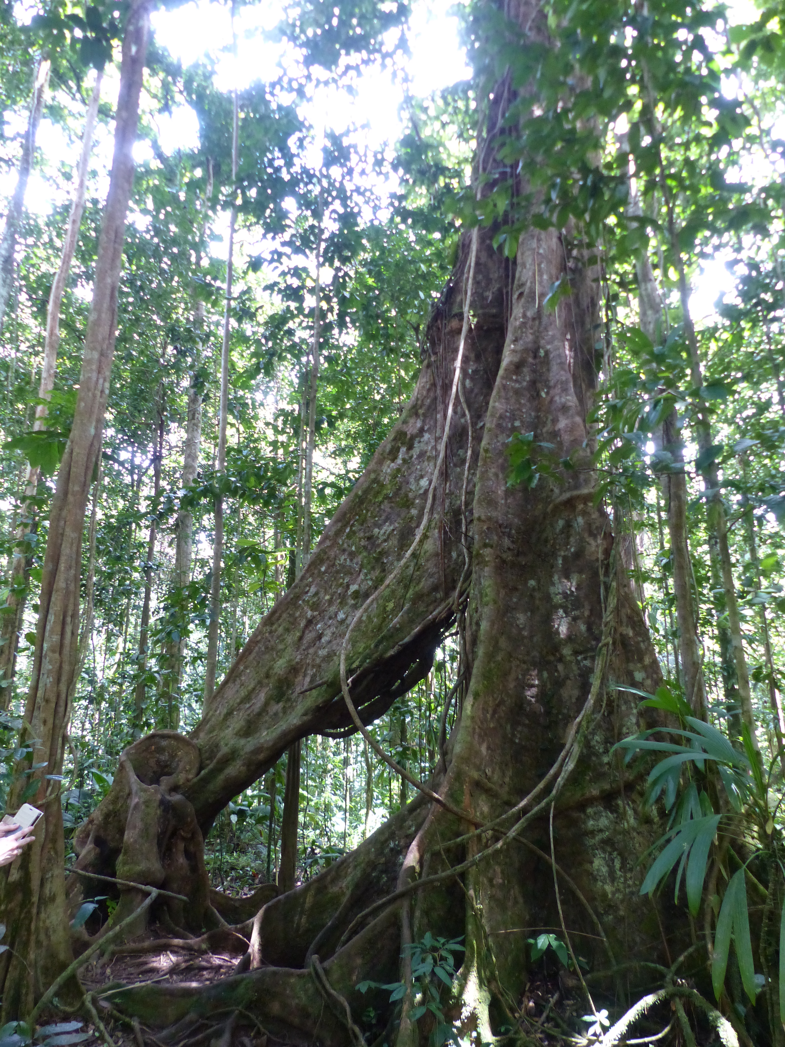 Forêt tropicale Forêt tropicale