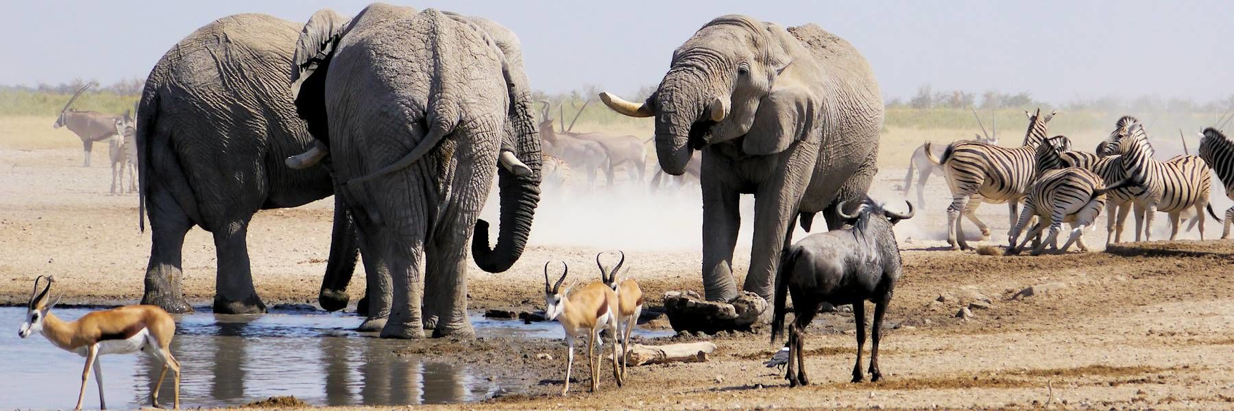 Eléphants au point d'eau dans le Parc d'Etosha
