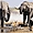 Eléphants au point d'eau dans le Parc d'Etosha
